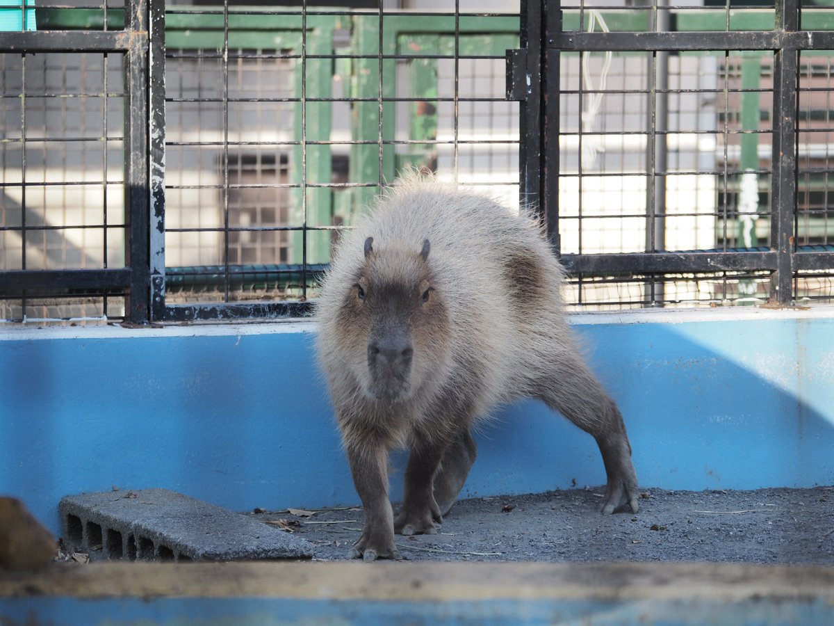 ずんぐりらっくす (@zungurirax) / Posts / X