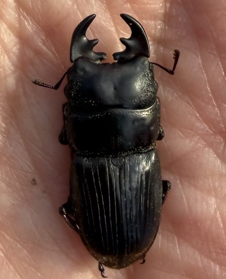 かぶぶくわわ (@mushi_lowkun) / Posts / X