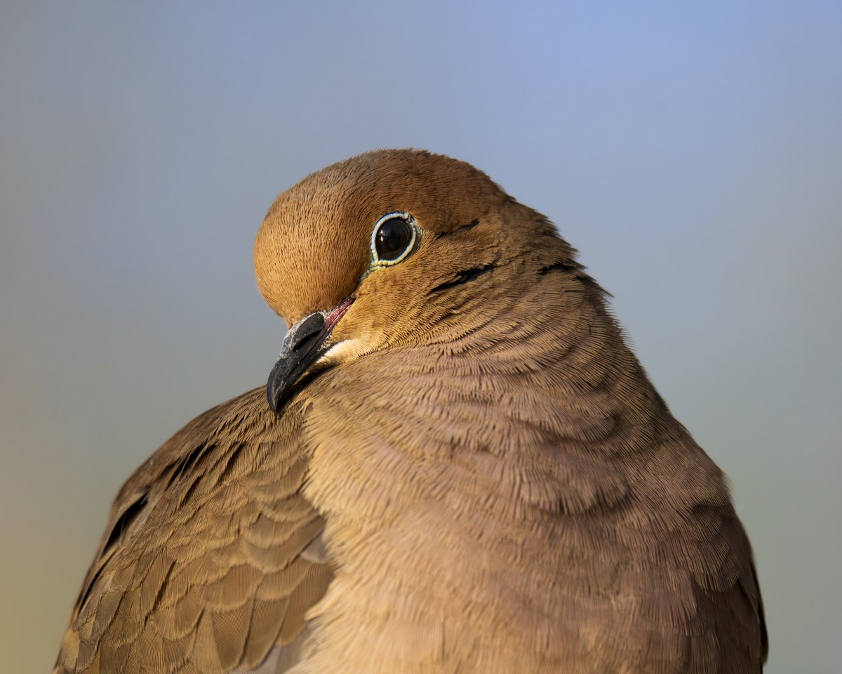Mourning Light

 #photography #naturephotography #backyardbirds #birds #wildlife #wildlifephotography #birdphotography #omsystem #nature #mourningdove