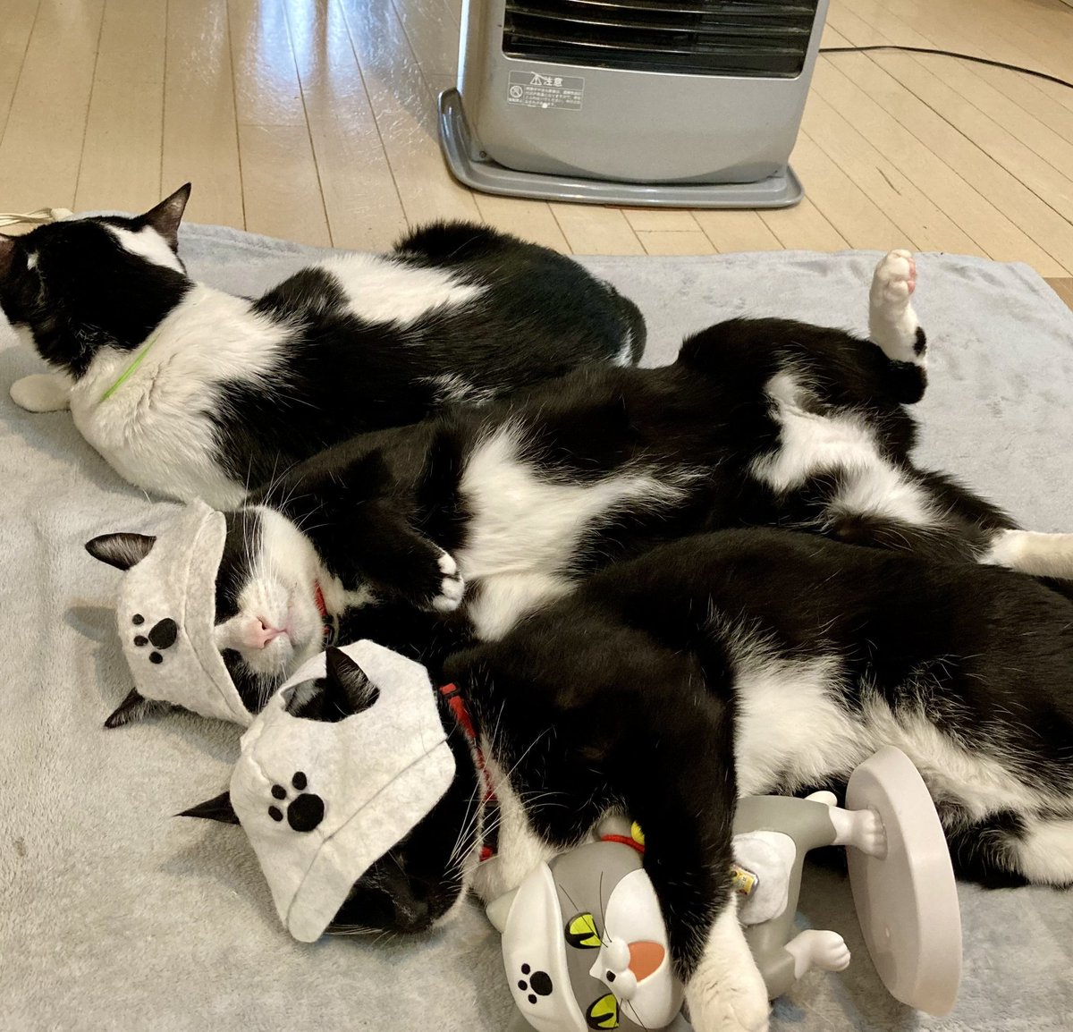 きじとら (@kuru2miwakkuma) / Posts / X