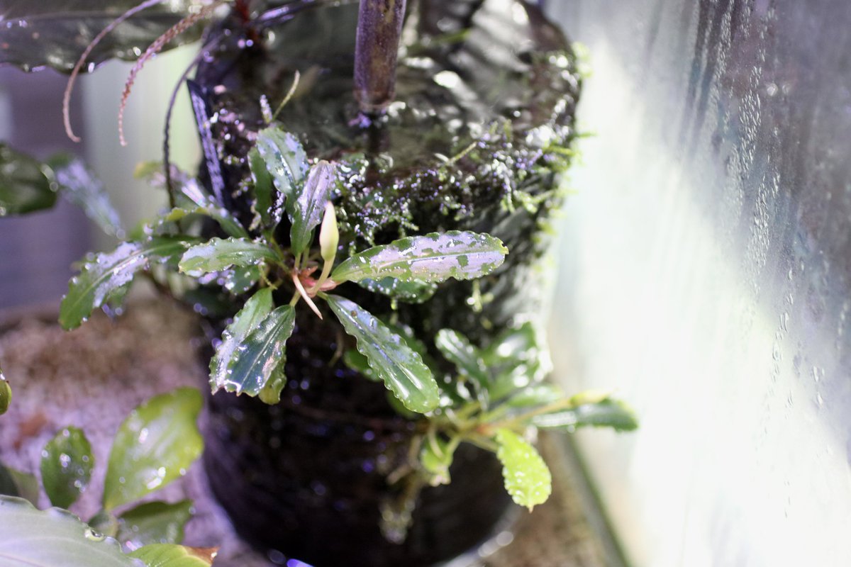 iMac (@mac_iha) / Posts / X