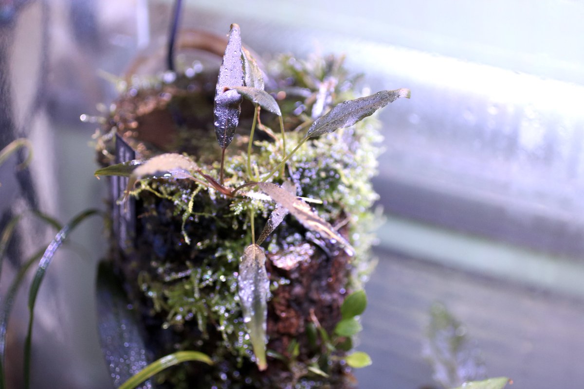 iMac (@mac_iha) / Posts / X