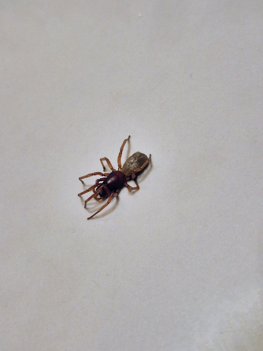 CarlosGarCon's tweet photo. @Arachno_Cosas hola! Me he encontrado de este tipo de araña en casa, ¿son de importancia médica? https://t.co/Q3uKdwGils