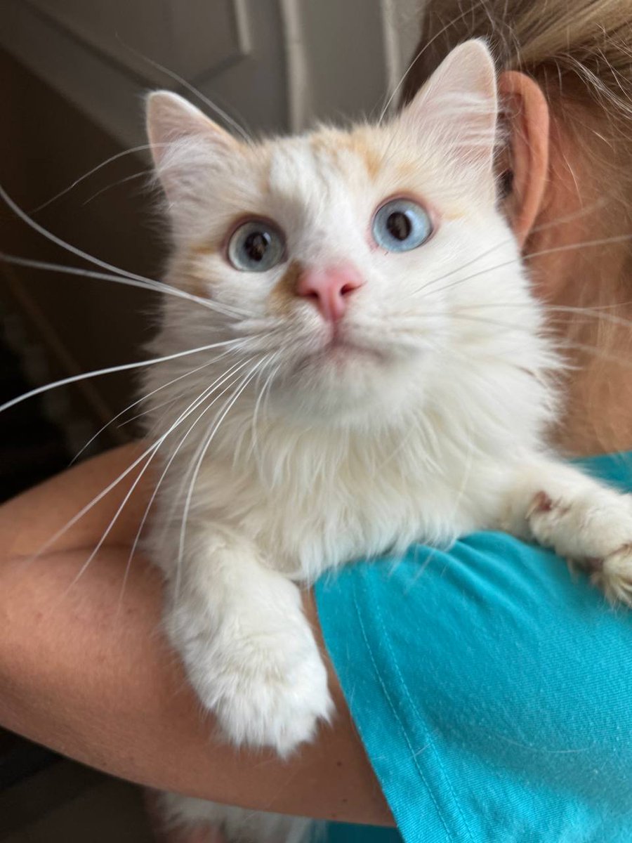 dobroxvost's tweet image. Кот Пончик ищет дом, Москва и МО.

2 года, кастрирован, здоров, обработан от паразитов, очень ласковый, трется об руки и лицо, нравится сидеть на ручках, не конфликтует с другими животными, к лотку приучен.

По укотовлению можно сразу писать нам в вотсап wa.me/79262241437