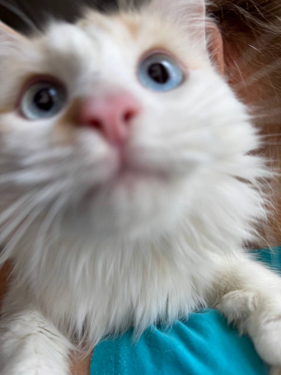 dobroxvost's tweet image. Кот Пончик ищет дом, Москва и МО.

2 года, кастрирован, здоров, обработан от паразитов, очень ласковый, трется об руки и лицо, нравится сидеть на ручках, не конфликтует с другими животными, к лотку приучен.

По укотовлению можно сразу писать нам в вотсап wa.me/79262241437