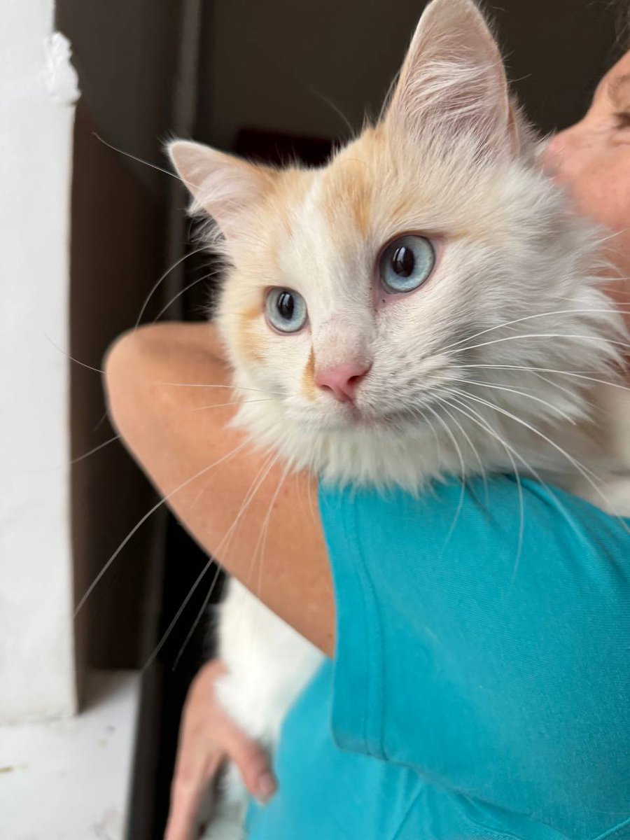 dobroxvost's tweet image. Кот Пончик ищет дом, Москва и МО.

2 года, кастрирован, здоров, обработан от паразитов, очень ласковый, трется об руки и лицо, нравится сидеть на ручках, не конфликтует с другими животными, к лотку приучен.

По укотовлению можно сразу писать нам в вотсап wa.me/79262241437