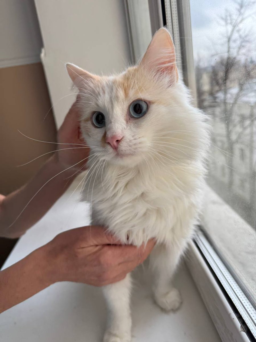 dobroxvost's tweet image. Кот Пончик ищет дом, Москва и МО.

2 года, кастрирован, здоров, обработан от паразитов, очень ласковый, трется об руки и лицо, нравится сидеть на ручках, не конфликтует с другими животными, к лотку приучен.

По укотовлению можно сразу писать нам в вотсап wa.me/79262241437