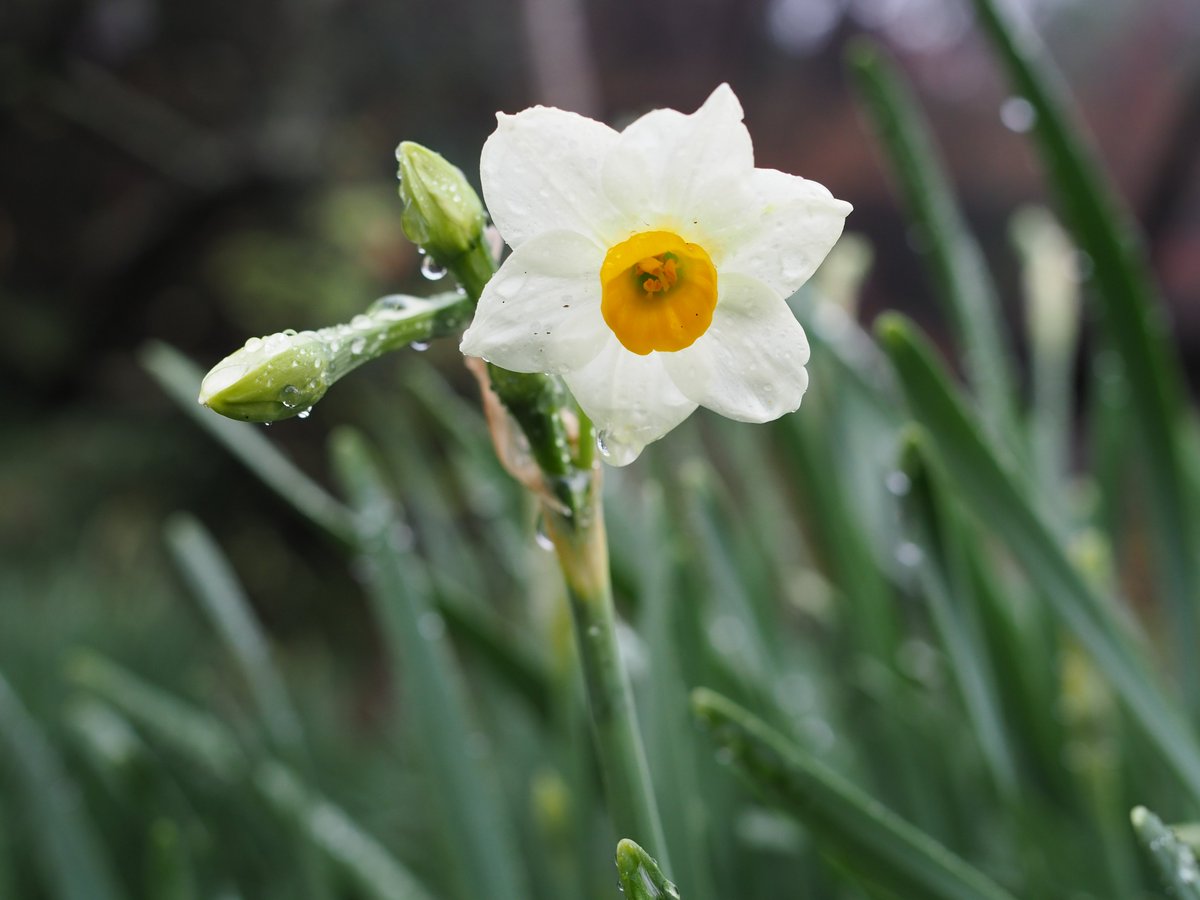 HSankeien's tweet image. スイセンが外苑・臥竜梅の下と、南門～海岸門の辺りで少しずつ咲き始めました。
露にぬれる草花も、霧がかった内苑も、小雨が降ったり止んだりの今日のお天気ならではの景色です。