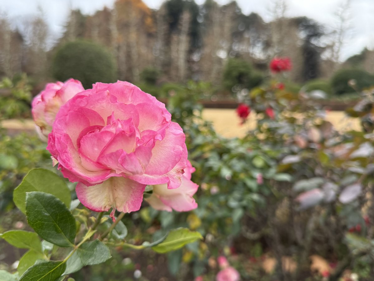 ひとりで新宿御苑を散歩...
はじめて？来たけどのんびりがいいね
ベンチに座ってひと休み

仕事のストレスで気が参ってるので
自然が落ち着く

でも一緒に歩けるともだちが欲しい

移動して座る度にカラスが寄ってくるのなんで？😅