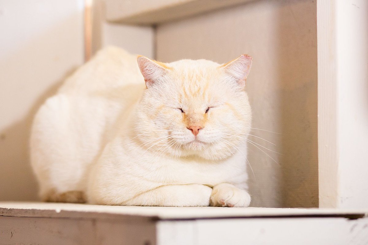 WishesRescue's tweet image. Delighted to announce that after 100 applications (most out of state), we have found a home for Uncle Potato in Arizona!

Celebrating by sharing these with you - he's officially a lumpy, mashed? potato! Congrats to his new family. Don't forget we have 34 other cats needing homes!