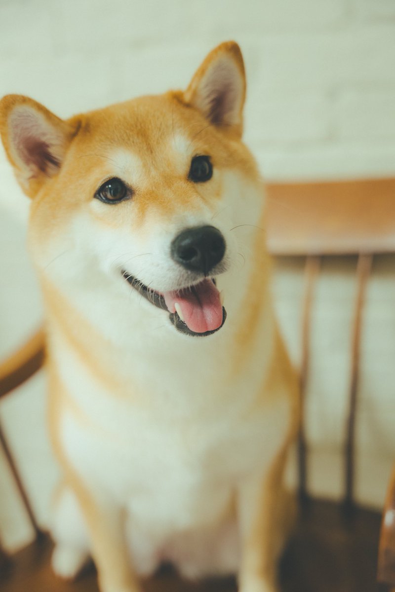 トイプードルのシエラ (@Sierra891158492) / Posts / X