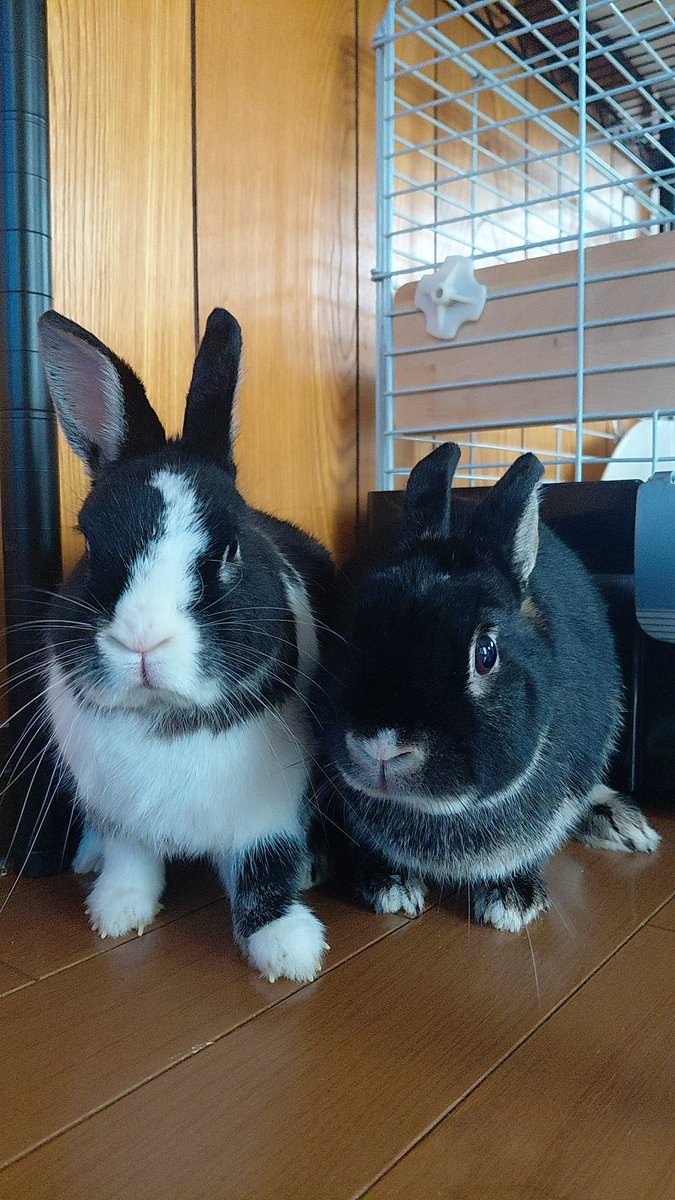 うさぎ。ページ マカロン様 うさぎさん 羊毛フェルト額縁入り