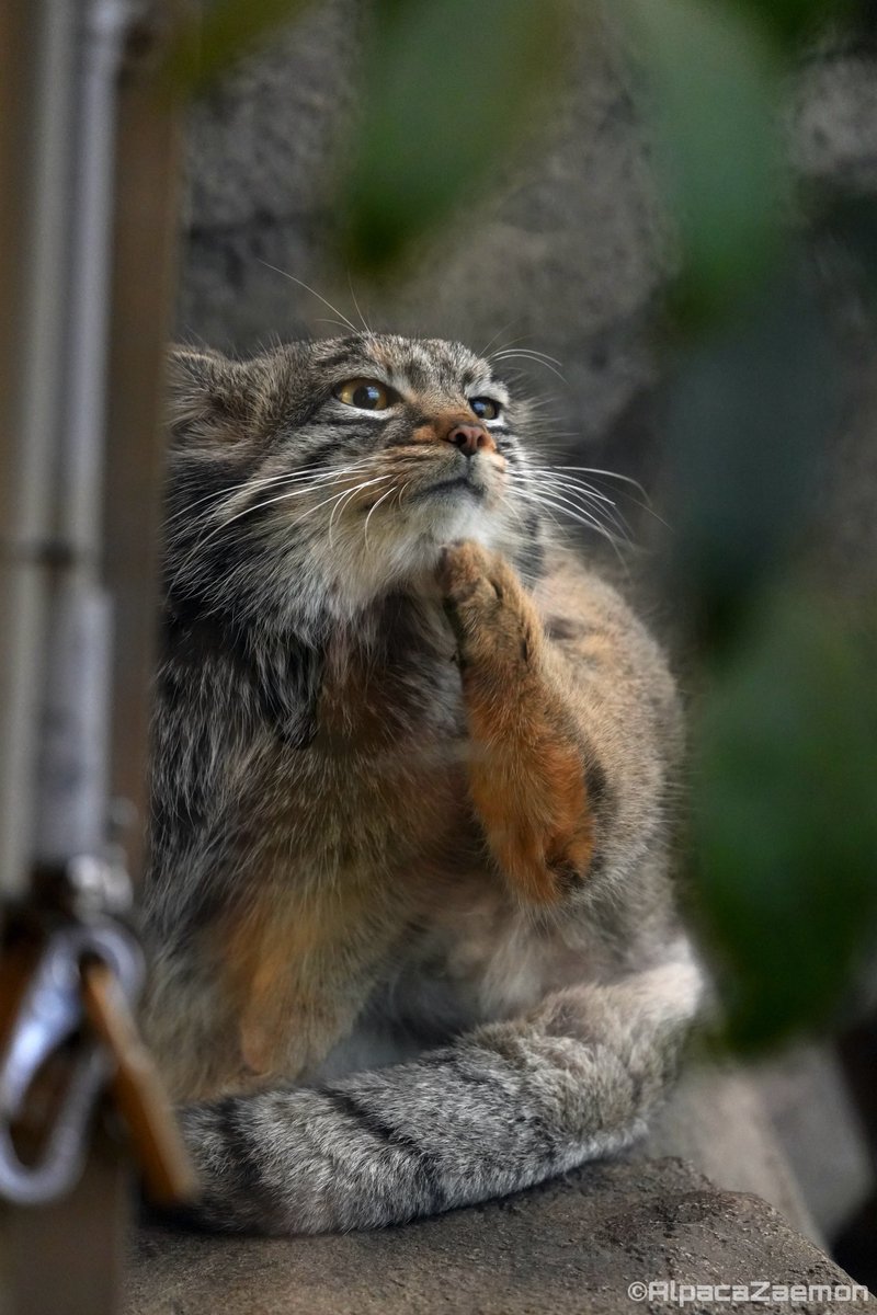 アルパカざえもん (@alpacazaemon) on Twitter photo 