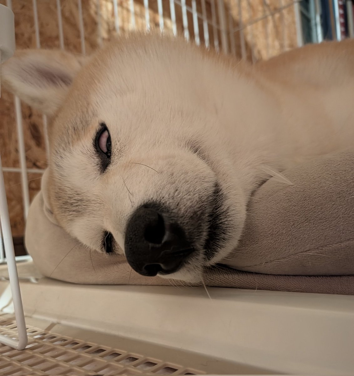 柴犬が好きすぎる＊シバ田 (@shiba_sukisugi) / Posts / X