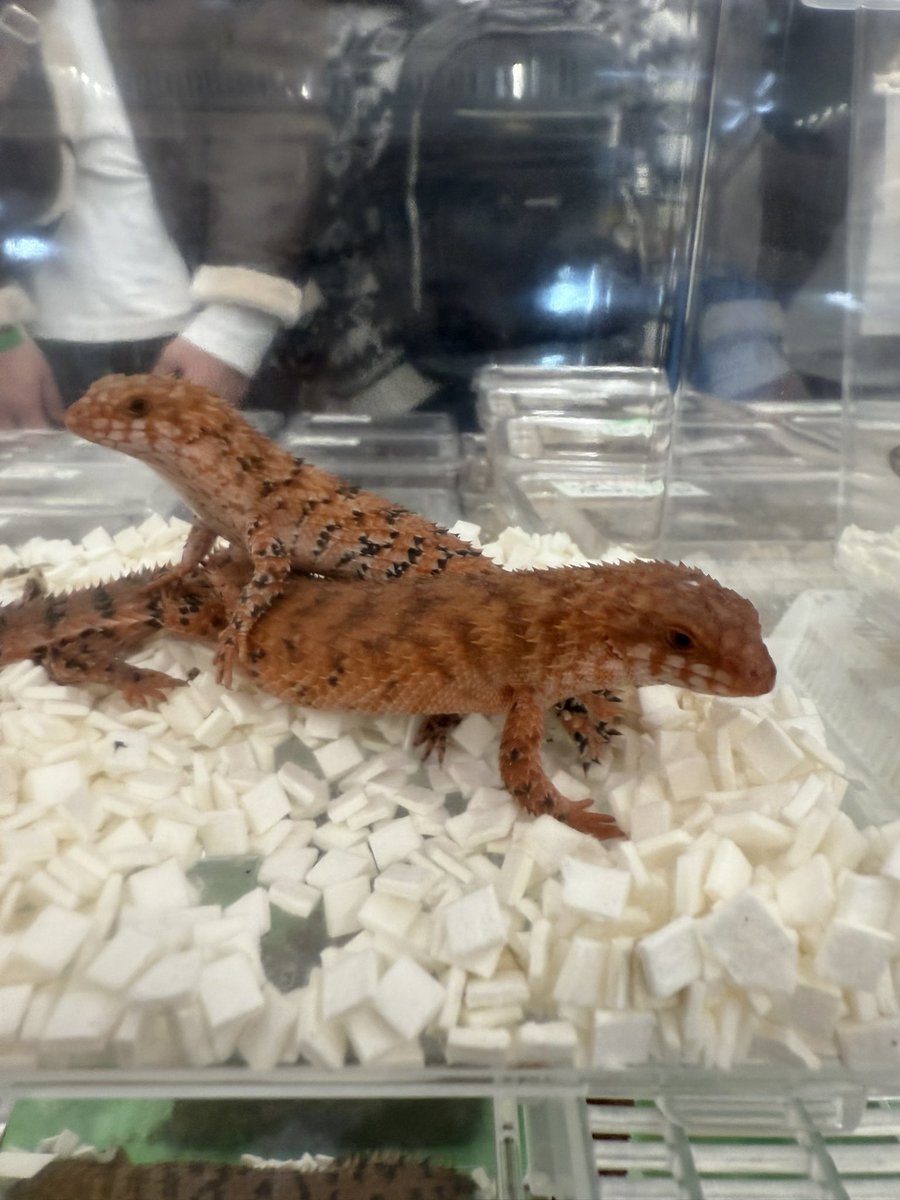 イベント出店中♪

【12月27日〜31日は
年に 1度の店舗限定年末セール】