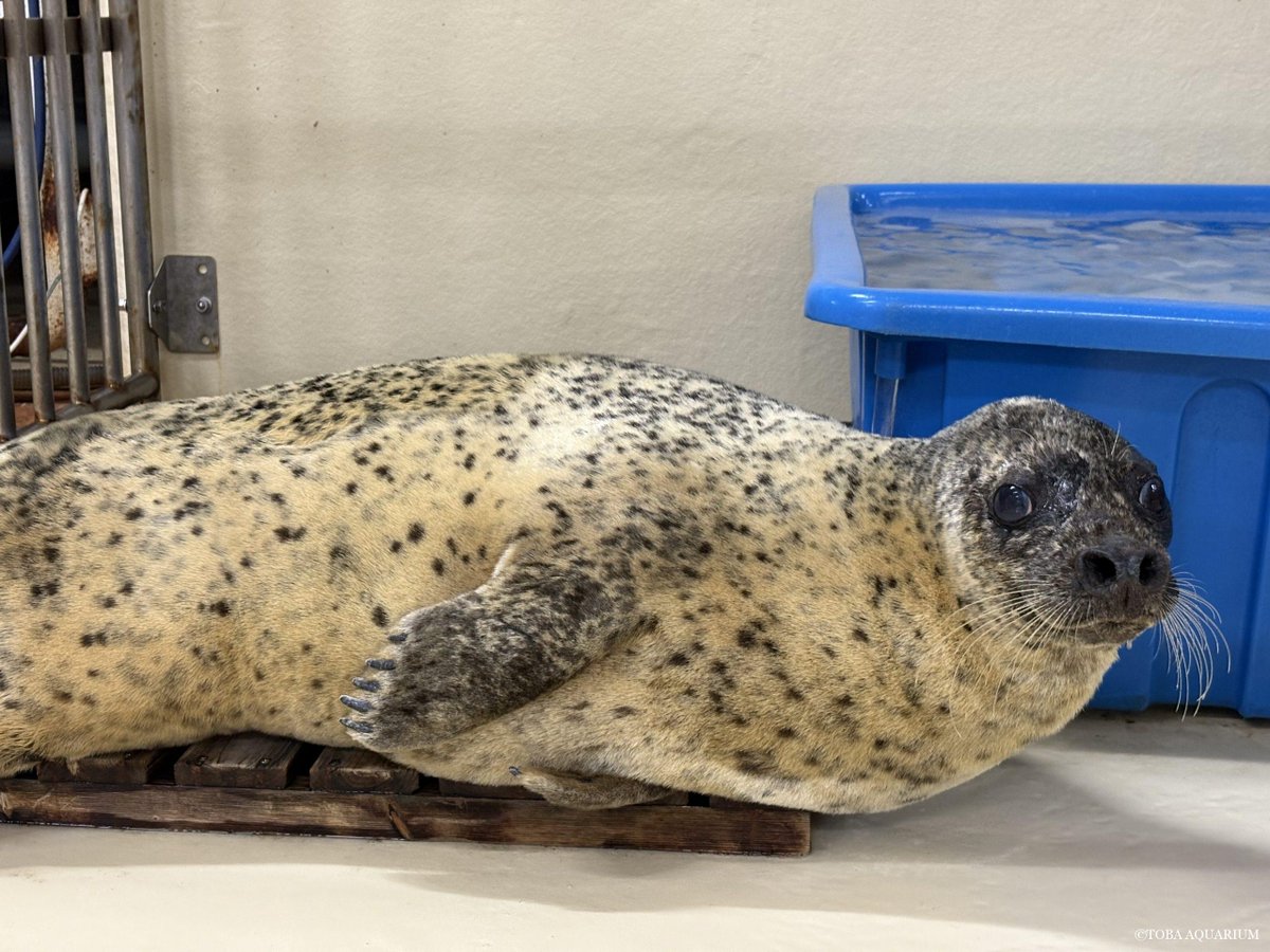 レジェンド登場…🦭！？: お久しぶりです！しゅーちんです☺︎ 今年も終盤に差し掛かりとっても忙しく楽しい時期になってきましたね⛄️💖   今日は皆様にぜひ覚えていただきたい子を紹介します🦭 誰かというと… ゴマフアザラシ「はる」️、27 dlvr.it/TPxD82