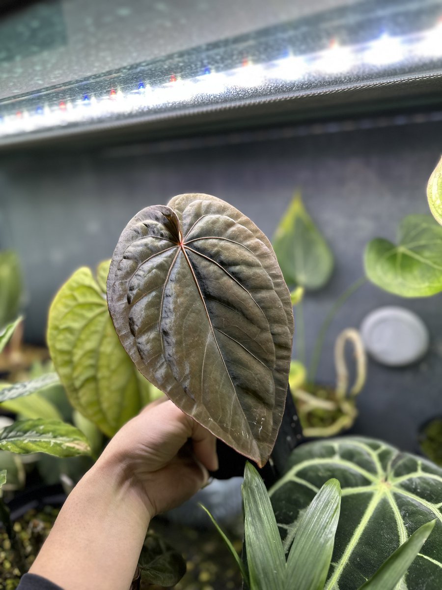 Masaya (@masaya_zxrs) / Posts / X