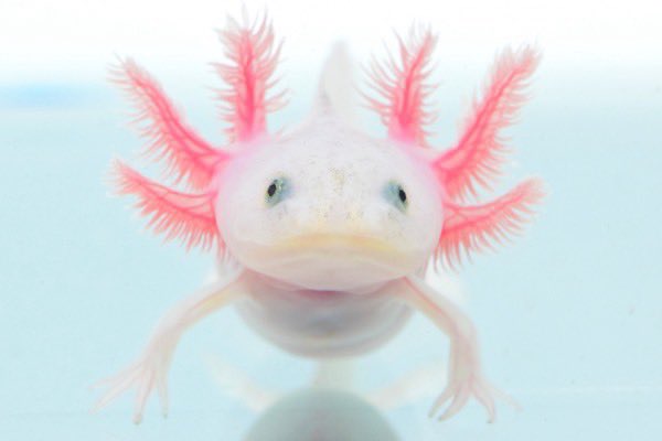 ウーパールーパーとダブル来店