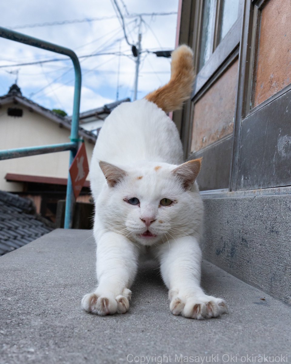 🇯🇵白猫参謀🐾 (@Kakashi_blue) / Posts / X