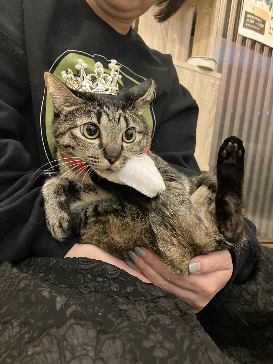 猫カフェ猫茶家☆日曜日のみ営業 (@nekochaya) / Posts / X