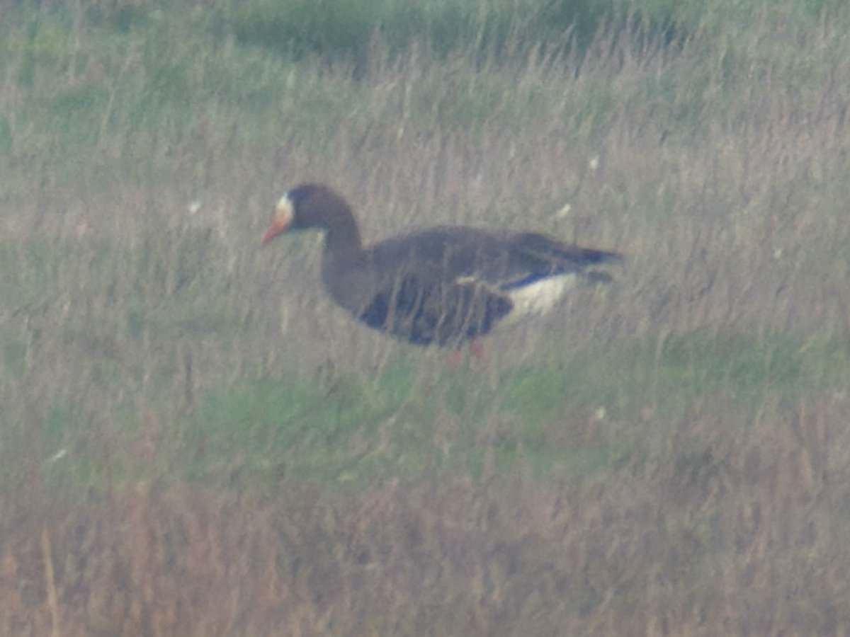 DarbyBug's tweet image. Nice Greenlander on Crossens Outer #Marshside