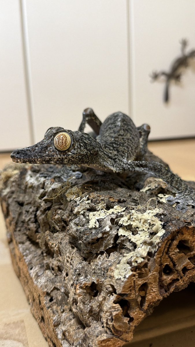HeinousDEVIL's tweet photo. BLACK OUT !で念願のフリンジヘラオヤモリをお迎え😊👍
しかもペア🦎🦎
#ヘラオヤモリ
#フリンジヘラオヤモリ
#マダガスカルヘラオヤモリ
#Uroplatusfimbriatus
#Fantasticゴリオ https://t.co/PYYbCgQsO0