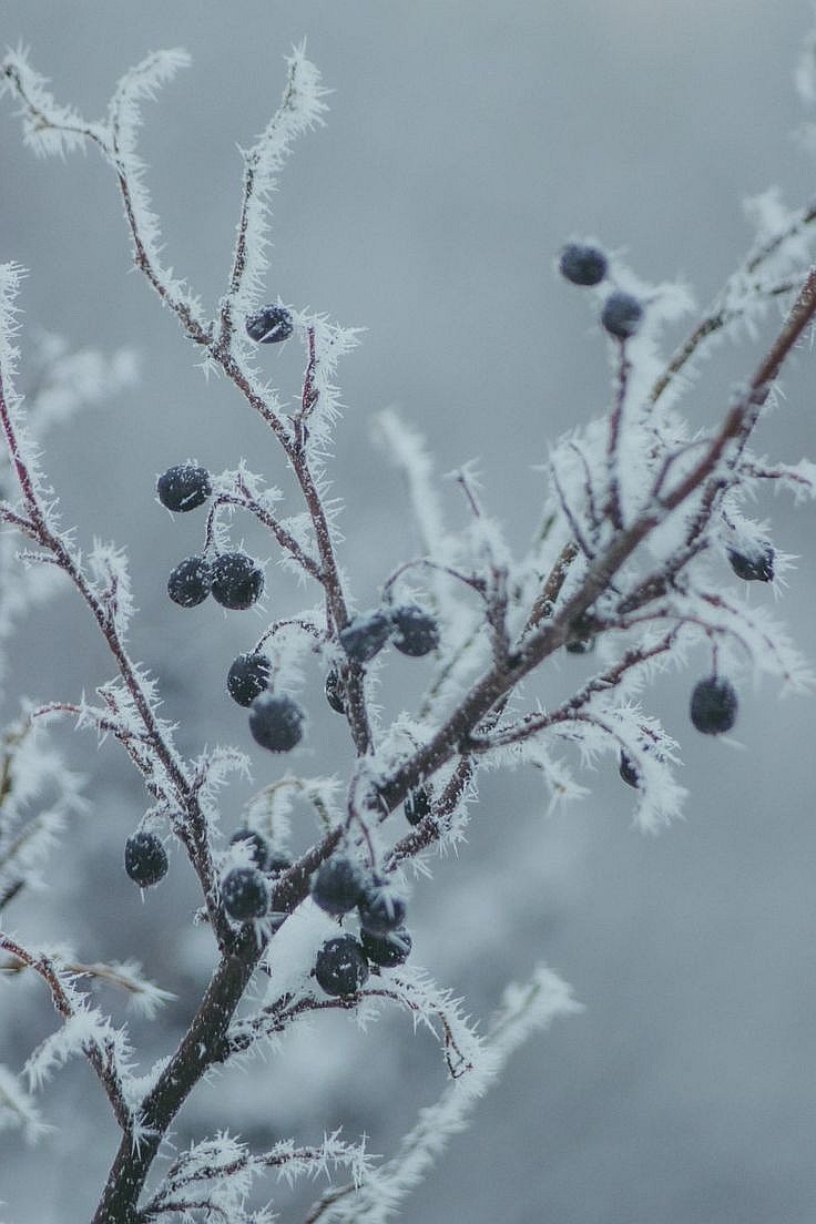 sanjaraic1's tweet image. December branchlet
grace hidden deep down
to freeze or to fight?

#inkMine #freeze #vss365 #fight #haiku