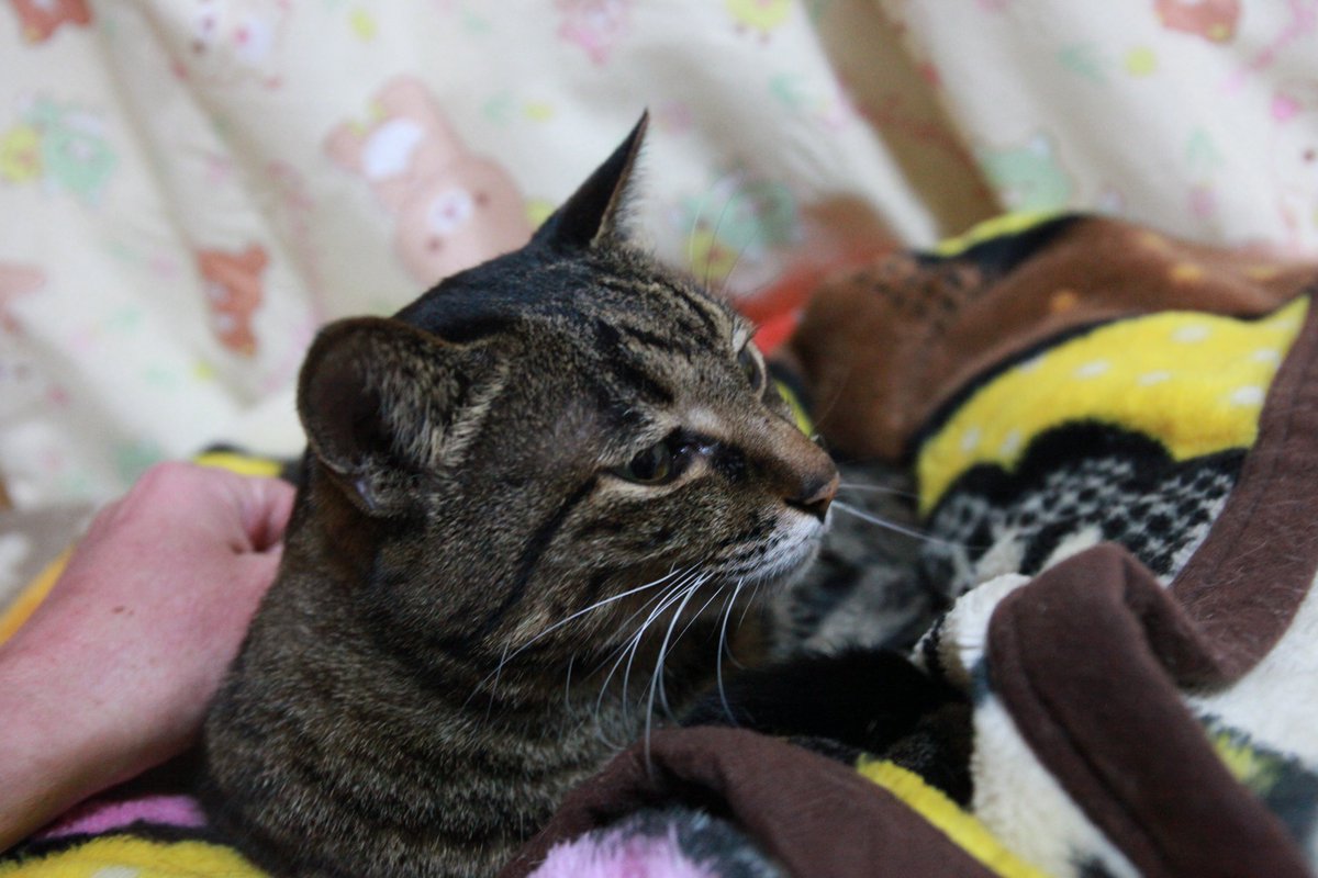 Lovewith9's tweet photo. 何やら拗ねている様子…📸を持って近寄る『とうちゃん』をmi-ko+♡は痛い視線で見つめる。
でもとうちゃんは #eos5dmark2 にて撮影
#きじとら猫 #ねこのいる暮らし #ねこのいる暮らし #にゃんすたくらむ #とことこ #パートナー
#eos5d2 #eos5dmk2 #ファインダー越しの世界 https://t.co/qKuU7ICTZE