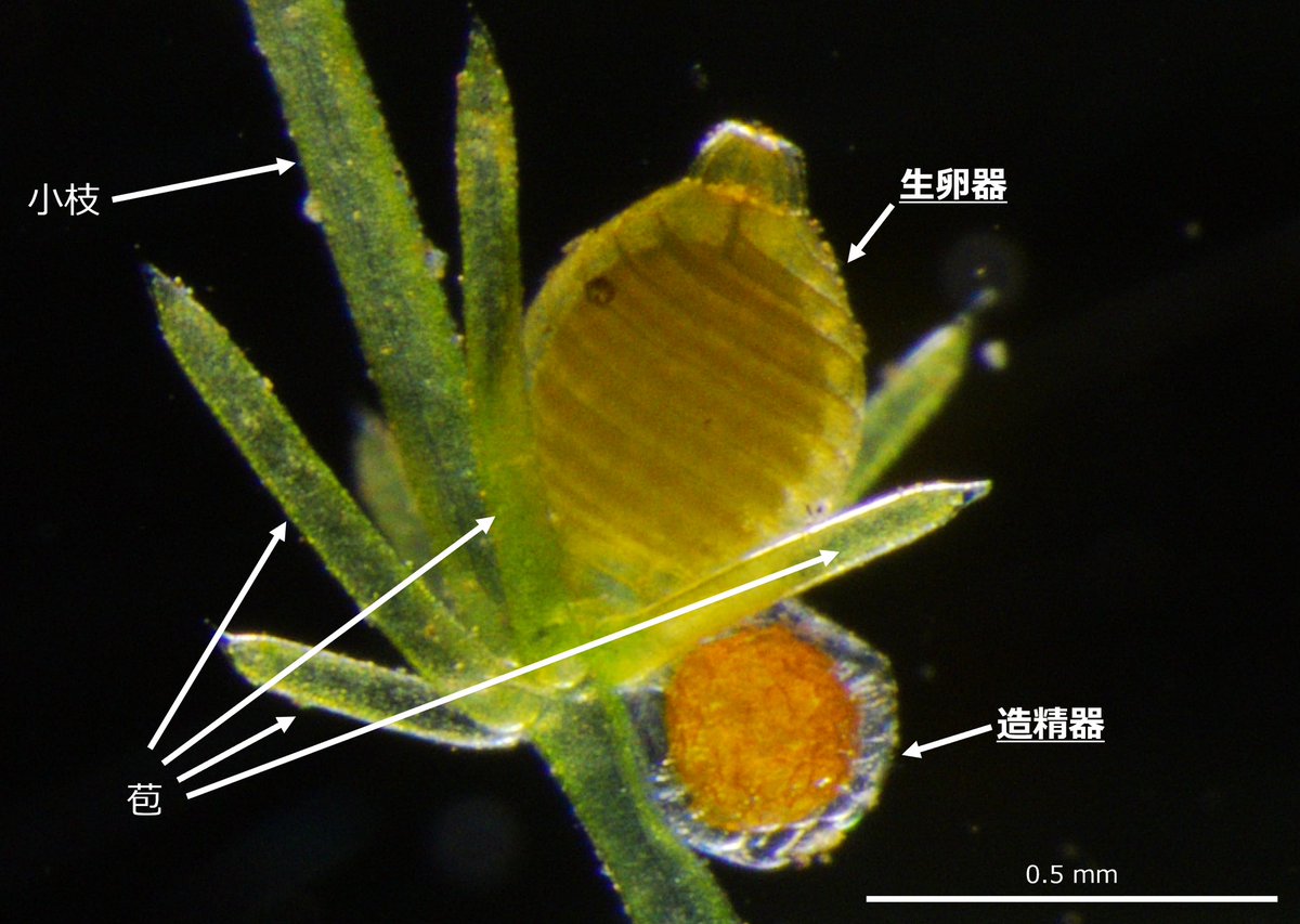イトシャジクモChara fibrosaの生殖器だよ。造精器で精子が作られて、それが生卵器まで泳いで行って受精するよ。
陸上植物の精子形成にはDUO1というマスター転写因子が関わるんだけど、機能的なDUO1はシャジクモ類で獲得されたと考えられているよ。