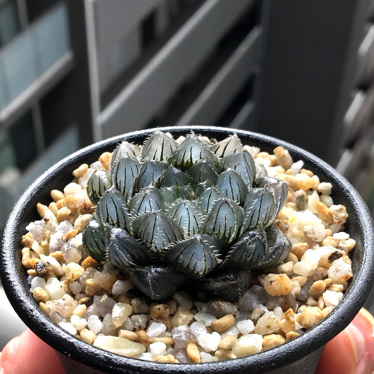 ハオルチア　連絡用 ハオルチア 連絡用