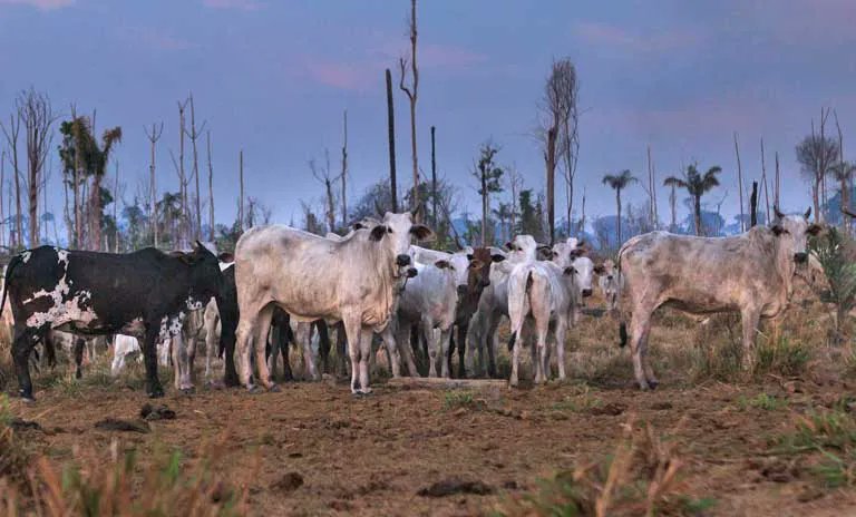 SamaHoole's tweet photo. Brazilian law since 2008: You cannot plant soy on recently cleared rainforest. But there's a loophole the size of Brazil itself.

Here's what actually happens:

Step 1: Logging companies clear rainforest for timber.

Step 2: The cleared land can't legally be used for crops immediately.

Step 3: Ranchers move cattle onto cleared land. Not because there's demand for extensive cattle ranching. Because cattle are the legal placeholder that prevents reforestation while the land is "prepared."

Step 4: After 2-5 years with cattle, the land becomes "established pasture" rather than "recently cleared rainforest." Legal status changes.

Step 5: Cattle are removed. Soy gets planted. The soy is crushed for oil (87% of global production). The leftover meal goes to Chinese factory farms.

The cattle weren't the reason for clearing. They were the legal mechanism to launder rainforest into soy plantation.

Who's buying the soy oil? Western processed food companies. Your margarine, seed oil, plant-based meat alternatives, biodiesel.

Brazilian beef from the Amazon is tiny. Britain imports virtually none of it. Your local butcher isn't stocking rainforest beef. You're buying British cattle raised on British hills grazed for 2,000 years.

But "stop eating beef" is easier to market than "stop eating processed food made with soybean oil."

The Amazon is burning for your seed oil. The cattle are just there to make sure the burned land doesn't revert to forest before the soy can be planted legally.