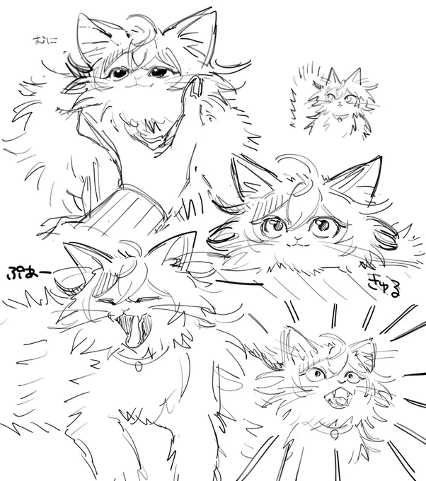 ⚠︎︎🐈 