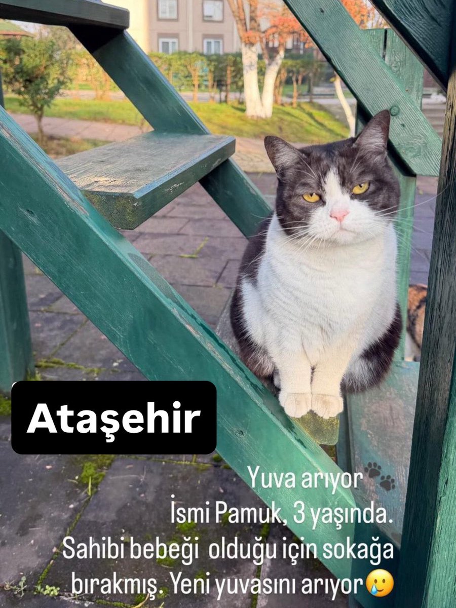 İsmi Pamuk, 
3 yaşında. 
Sahibi bebeği olduğu için sokağa bırakmış. Yeni yuvasını arıyor 😢 #ataşehir #İstanbul 

İnstagram <a href="/patiarkadas/">Pati Arkadaş</a> 

#SokakHayvanlarıSahipsizDeğil