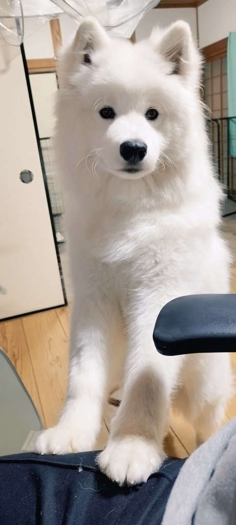 きょうのいぬ❄🐶