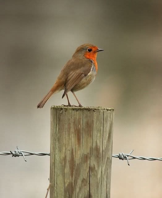 musa Ajarma (@ajarmamusa) on Twitter photo 