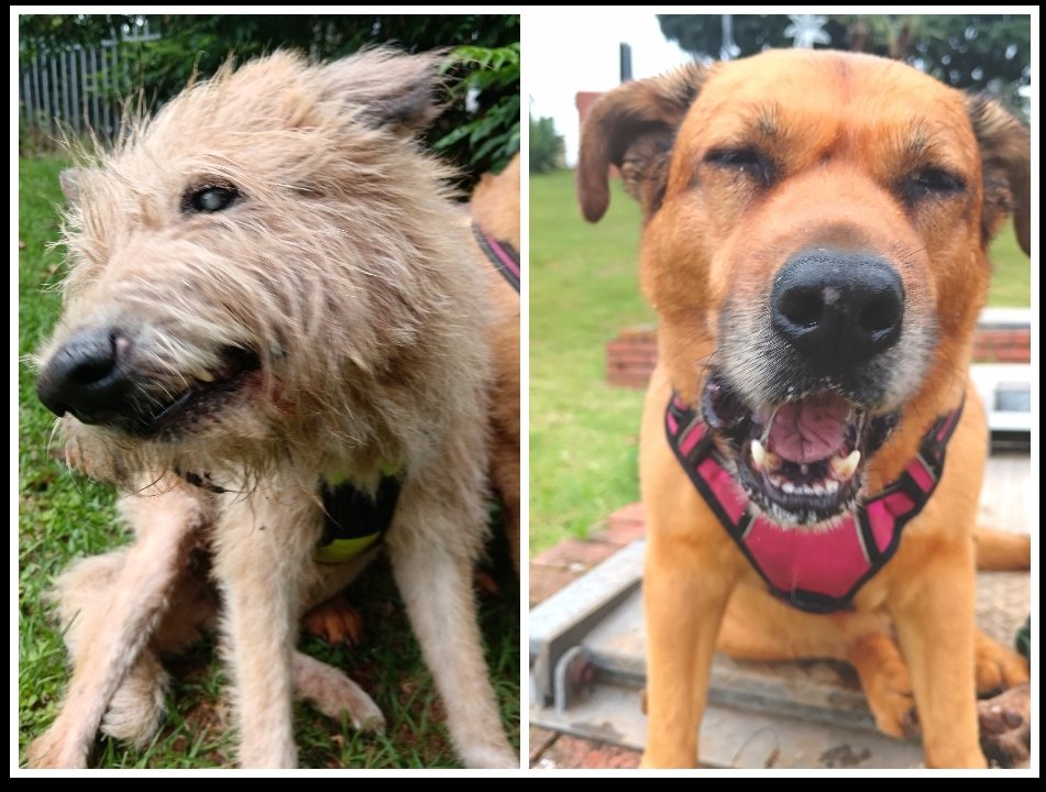 ladydebidebz1's tweet image. #Sundaying
#FunnyFaces
#SpecialPetals
#PawPatrol
#GottaLoveTheFurries