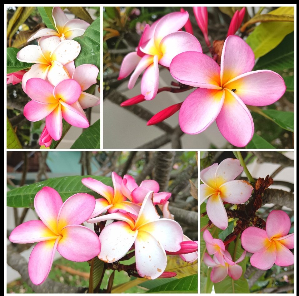 ladydebidebz1's tweet image. #Sundaying
#FunnyFaces
#SpecialPetals
#PawPatrol
#GottaLoveTheFurries