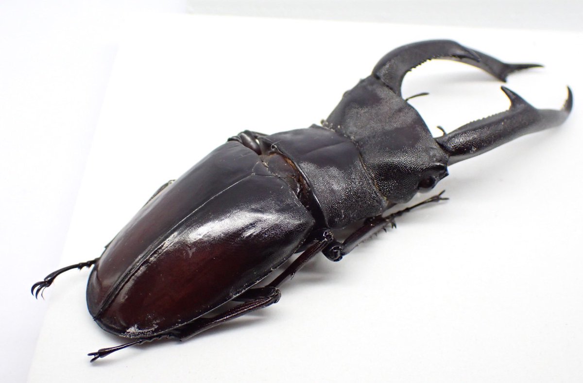 Shun (@Pacar2Shun) / Posts / X