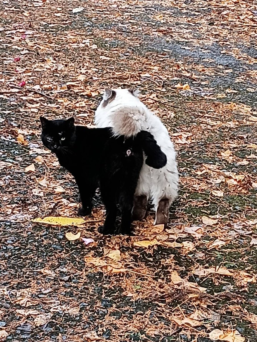 墓まりに行った終わりに遭遇‼️ 人気いないとこなのにふわふわねこ