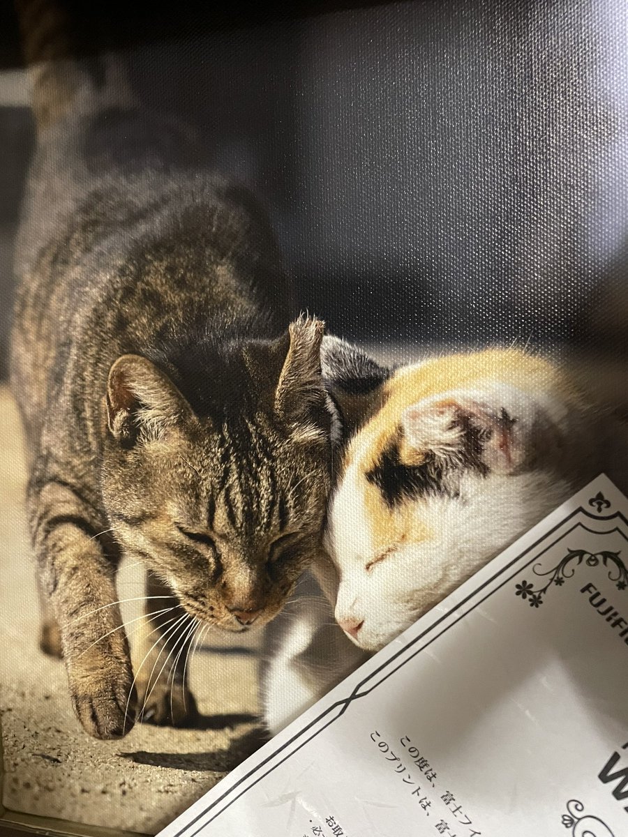 パネルまだ飾ってないのですが、こちらを購入させて頂きました🐱にゃか