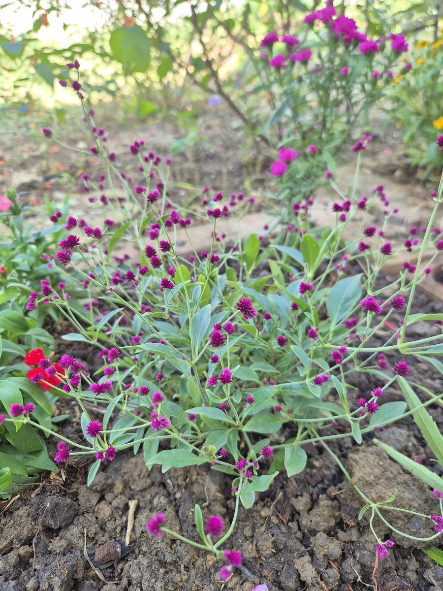 ต้นไม้ที่ได้มาใหม่อาทิตย์นี้