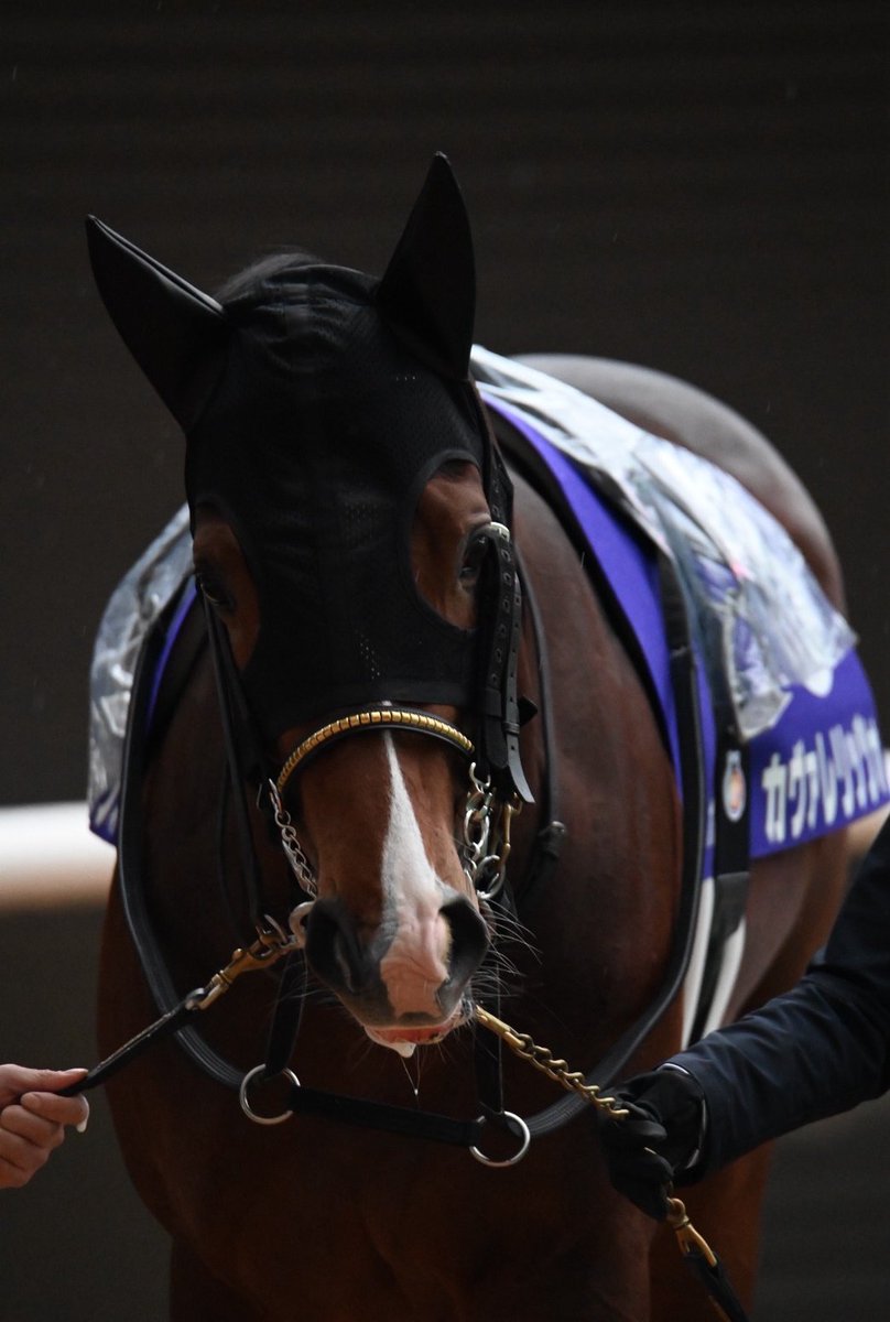 スペシャルウィーク血族馬 阪神11R 朝日杯FS✨ ➇カヴァレリッツォ