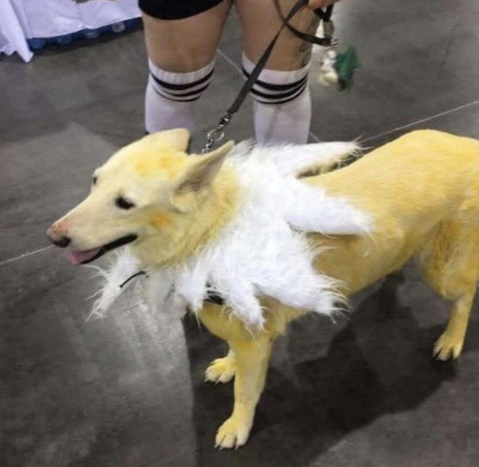Jolteon but real life!