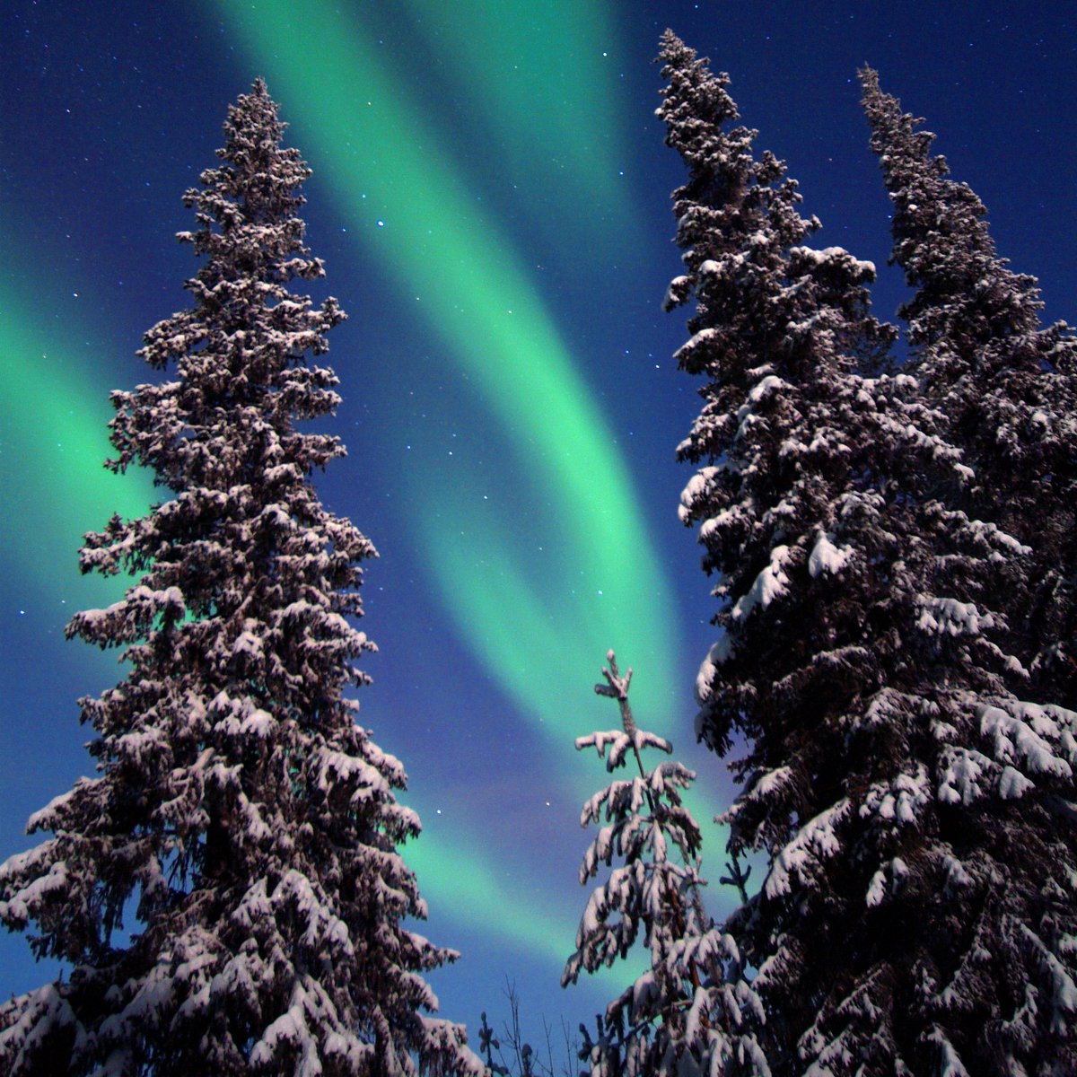 Transun's tweet image. What's your idea of the perfect Christmas tree? 🎄 You'll find our favourites in True Lapland. Instead of baubles and tinsel, they are heavy with snow and sparkling with ice crystals. ❄️ AND, on the best nights, these trees are illuminated from above by the Northern Lights! 🌌