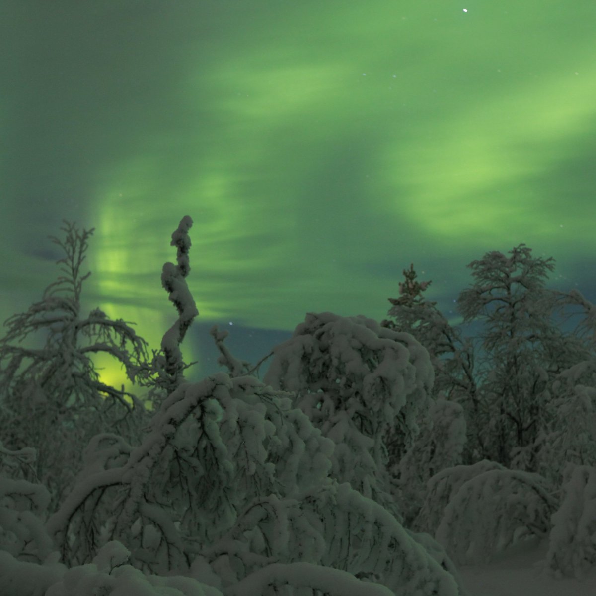 Transun's tweet image. What's your idea of the perfect Christmas tree? 🎄 You'll find our favourites in True Lapland. Instead of baubles and tinsel, they are heavy with snow and sparkling with ice crystals. ❄️ AND, on the best nights, these trees are illuminated from above by the Northern Lights! 🌌