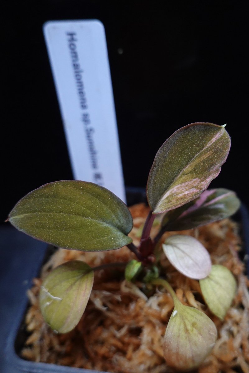 のび太 (@8PuxvOvCCRTys2f) / Posts / X