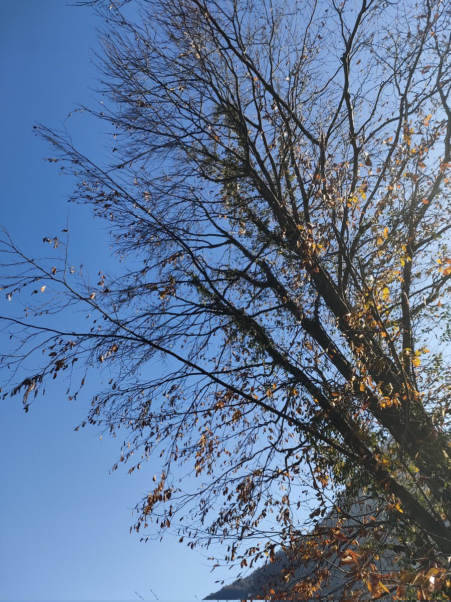 Mirhal_'s tweet image. Allah’ın nasıl bir misal getirdiğini görmedin mi? Güzel sözü, kökü sabit, dalları gökte olan güzel bir ağaca benzetti. 

| İbrahim suresi/24