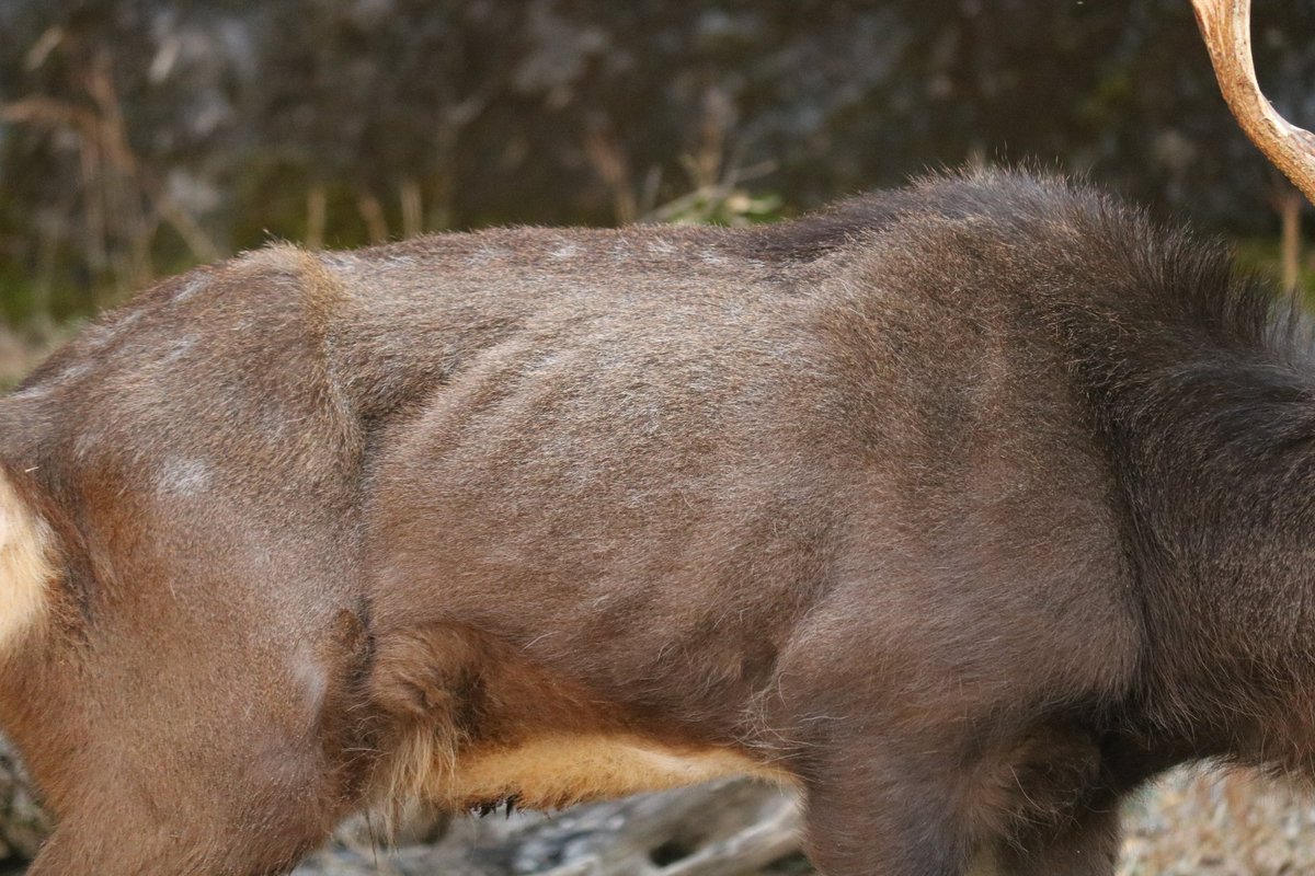 📷️2025.12.17
お久しぶりのキューくん
以前より痩せちゃったなぁと思ったけど、葉っぱをモリモリ食べていたので少し安心🌿🦌
#エゾシカ
#上野動物園