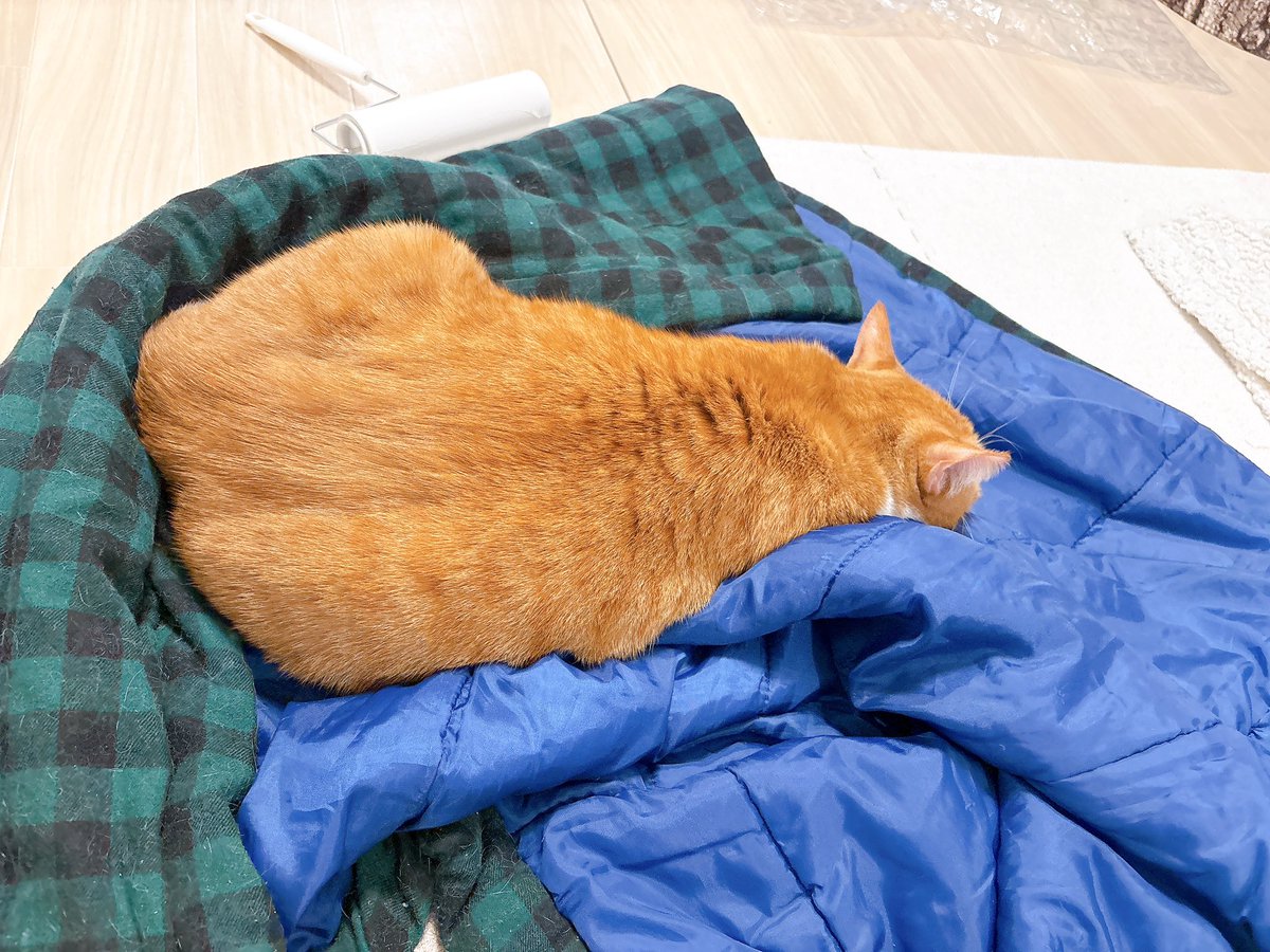 お気に入りのおもちゃ(段ボールの切れ端)を抱えて寝てるの愛おしすぎるな