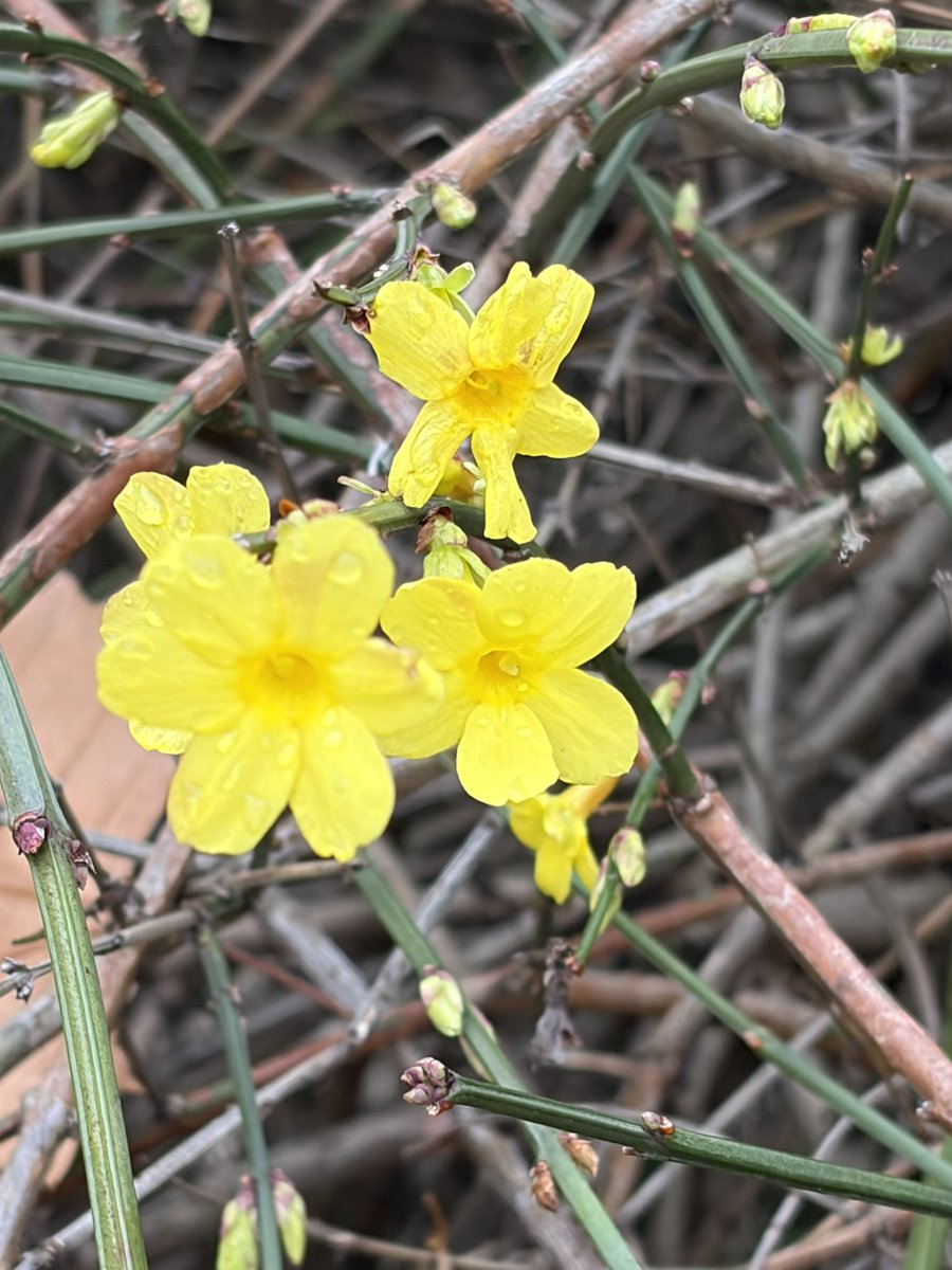 BellaBlockB  tweet media